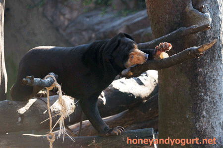 上野動物園 マレーグマ キョウコ