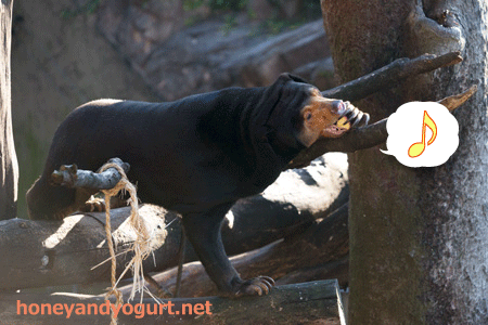 上野動物園 マレーグマ キョウコ