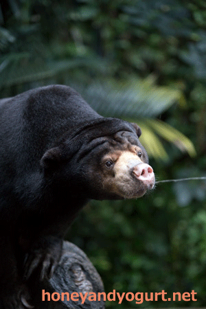 のいち動物公園 マレーグマ タオチイ