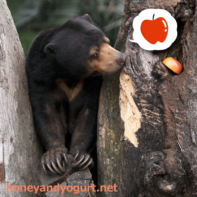 上野動物園 マレーグマ モモコ