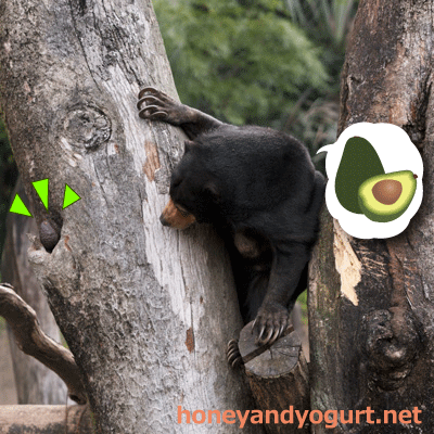 上野動物園 マレーグマ モモコ