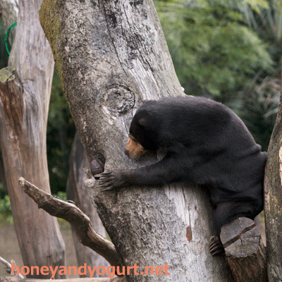 上野動物園 マレーグマ モモコ
