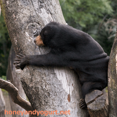 上野動物園 マレーグマ モモコ