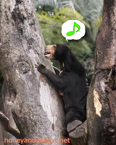 上野動物園 マレーグマ モモコ