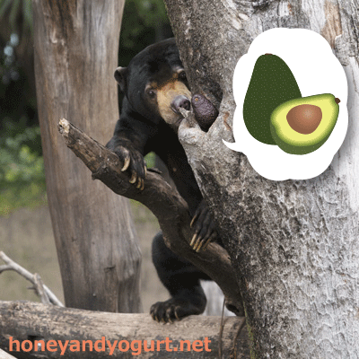 上野動物園　マレーグマ　アズマ