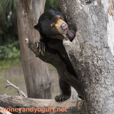 上野動物園　マレーグマ　アズマ