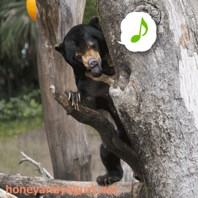 上野動物園　マレーグマ　アズマ