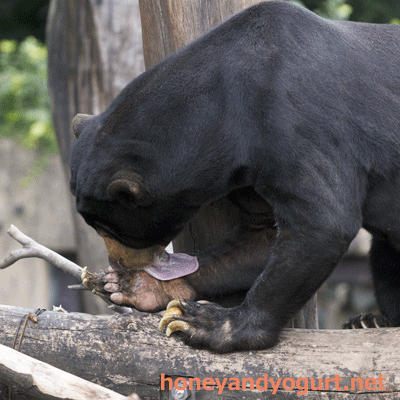 上野動物園　マレーグマ　アズマ