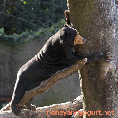 上野動物園　マレーグマ　キョウコ