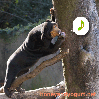 上野動物園　マレーグマ　キョウコ