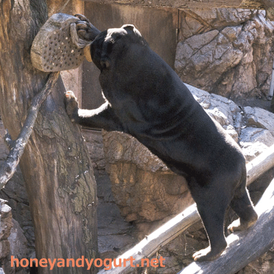 上野動物園　マレーグマ　キョウコ