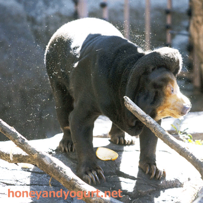 上野動物園　マレーグマ　キョウコ