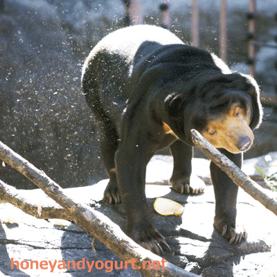 上野動物園　マレーグマ　キョウコ