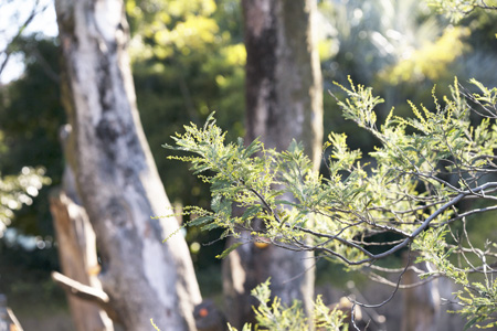 上野動物園 マレーグマ舎