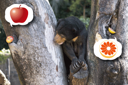 上野動物園 マレーグマ モモコ