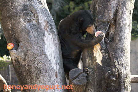 上野動物園 マレーグマ モモコ