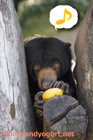 上野動物園 マレーグマ モモコ