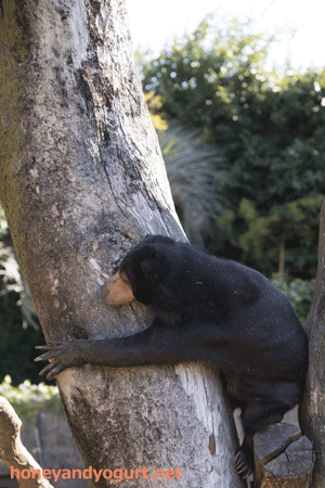 上野動物園 マレーグマ モモコ