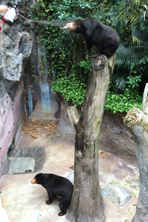 のいち動物公園 マレーグマ ワンピイ タオチイ
