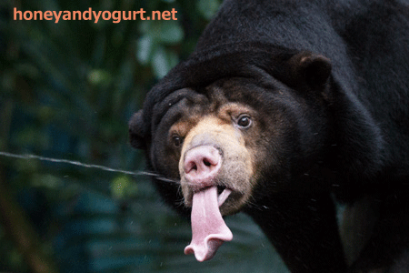 のいち動物公園 マレーグマ タオチイ
