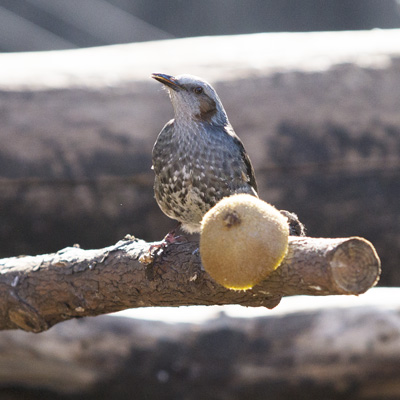 上野動物園 マレーグマ舎