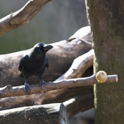上野動物園 マレーグマ舎