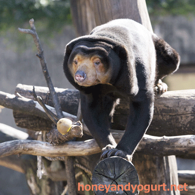 上野動物園 マレーグマ キョウコ