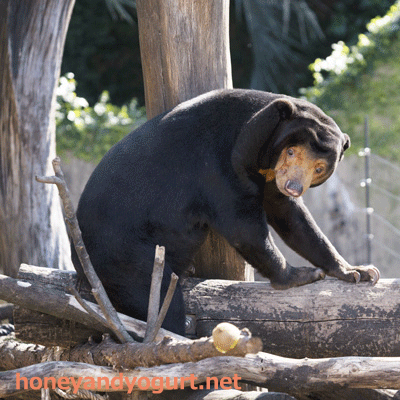 上野動物園 マレーグマ キョウコ