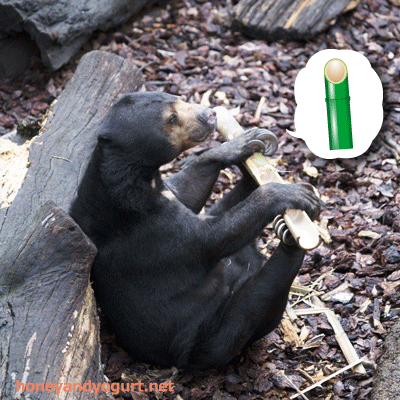 上野動物園 マレーグマ モモコ