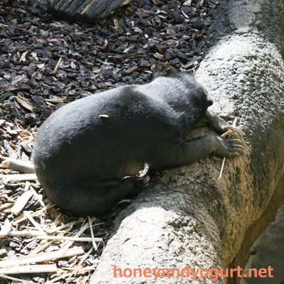上野動物園 マレーグマ モモコ
