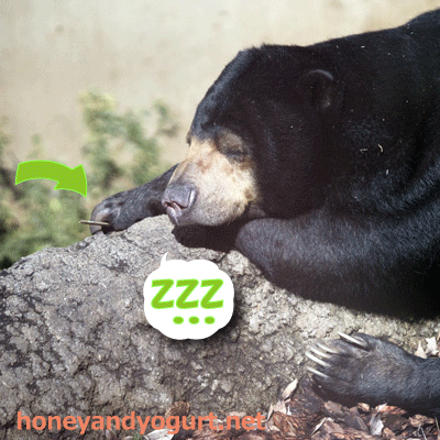 上野動物園 マレーグマ モモコ