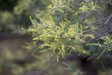 上野動物園 マレーグマ舎