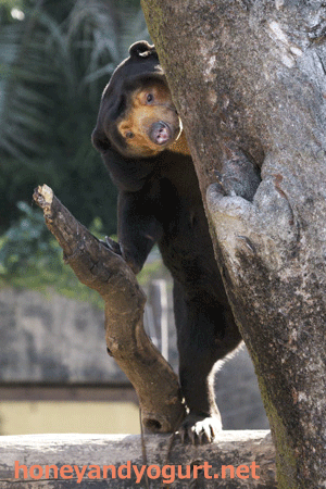 上野動物園　マレーグマ　キョウコ