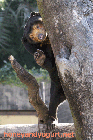 上野動物園　マレーグマ　キョウコ