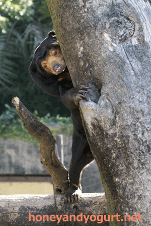 上野動物園　マレーグマ　キョウコ