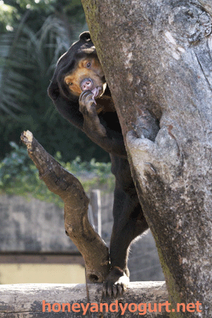 上野動物園　マレーグマ　キョウコ
