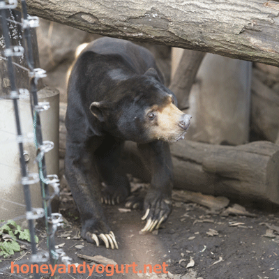 上野動物園 マレーグマ アズマ
