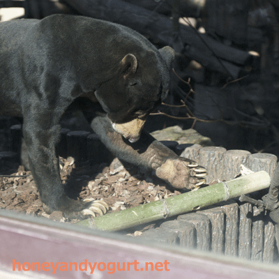 上野動物園 マレーグマ アズマ