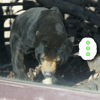 上野動物園 マレーグマ アズマ