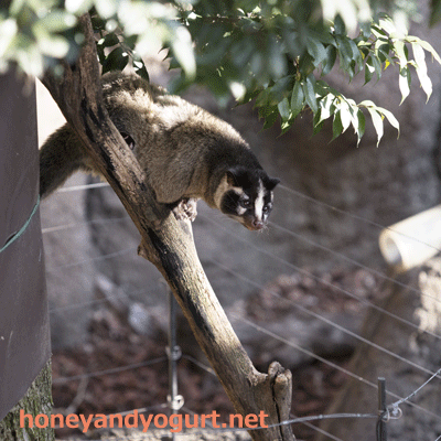 上野動物園 マレーグマ舎