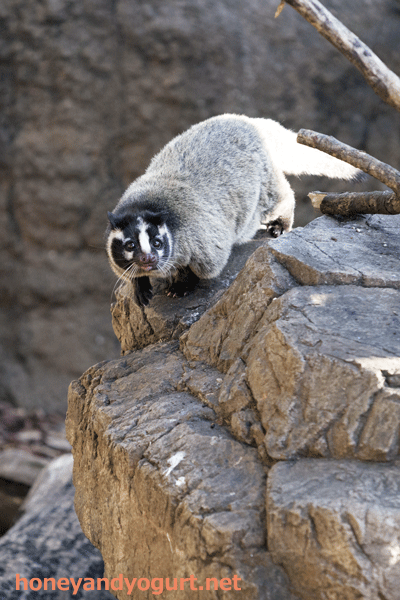 上野動物園 マレーグマ アズマ