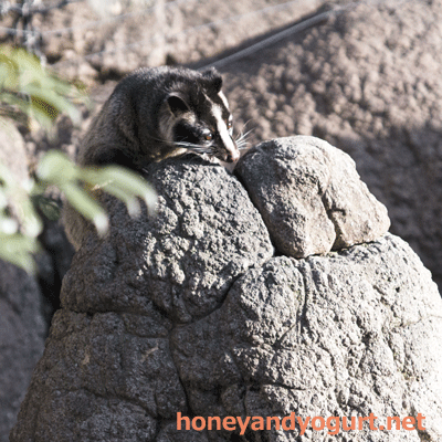 上野動物園 マレーグマ舎