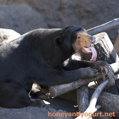 上野動物園 マレーグマ キョウコ