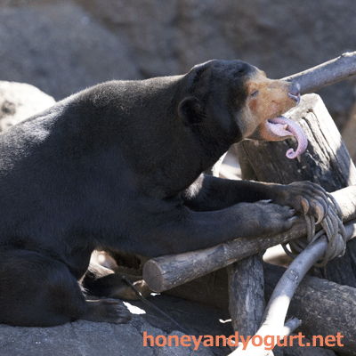 上野動物園 マレーグマ キョウコ