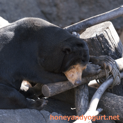 上野動物園 マレーグマ キョウコ