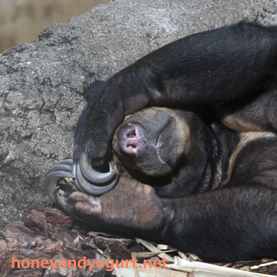 上野動物園 マレーグマ モモコ