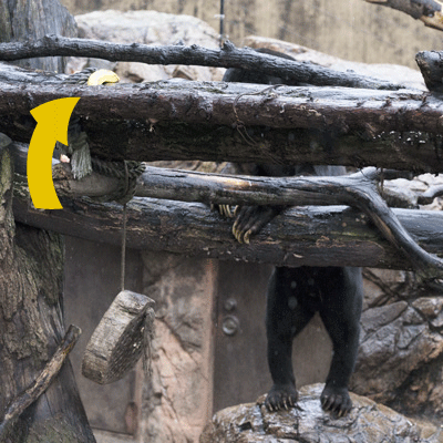 上野動物園 マレーグマ アズマ