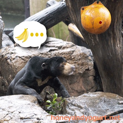 上野動物園 マレーグマ アズマ