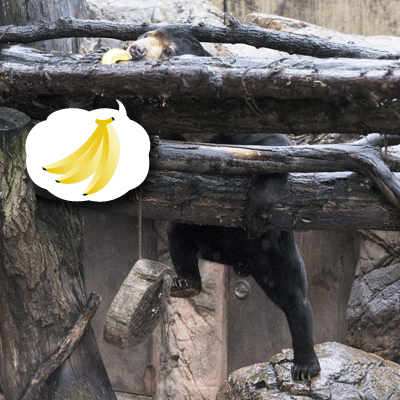 上野動物園 マレーグマ アズマ