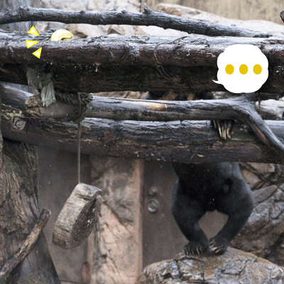 上野動物園 マレーグマ アズマ